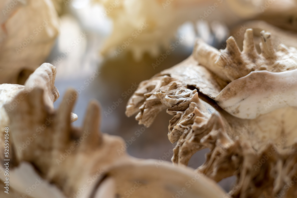Fototapeta premium A close-up view of a large antique white conch shell displayed in a glass cabinet.