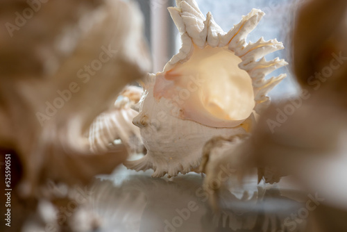 A close-up view of a large antique white conch shell displayed in a glass cabinet.