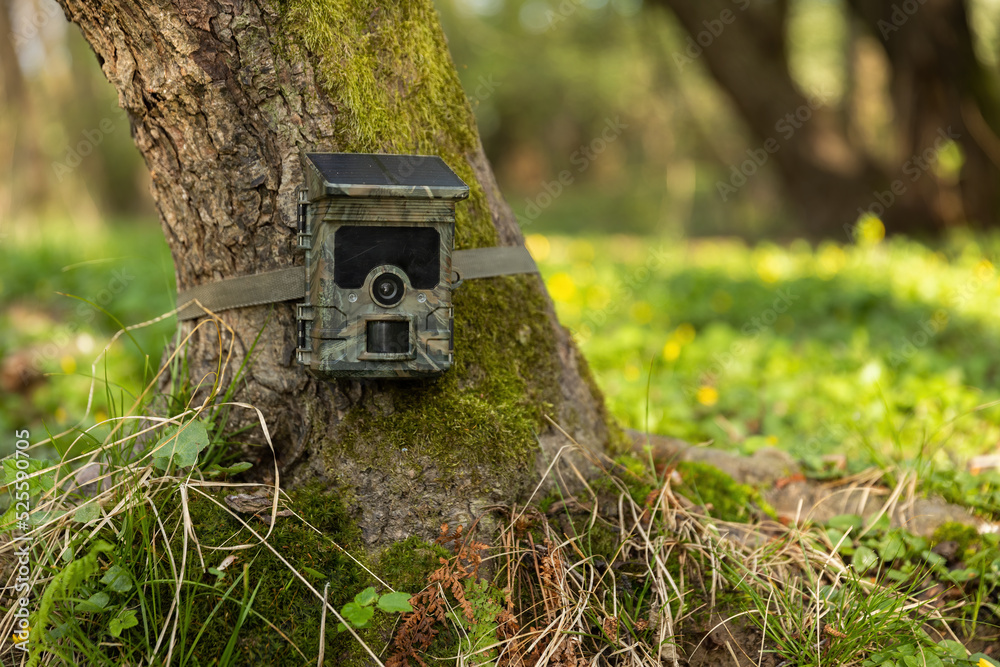 Camera trap with integrated solar panel charging internal battery while  strapped to a tree in nature. Trail cam for monitoring of animal activity  with photovoltaic cell. Concept of green energy. Photos