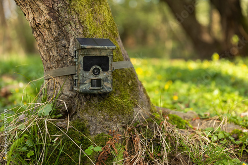 Camera trap with integrated solar panel charging internal battery while strapped to a tree in nature. Trail cam for monitoring of animal activity with photovoltaic cell. Concept of green energy. photo