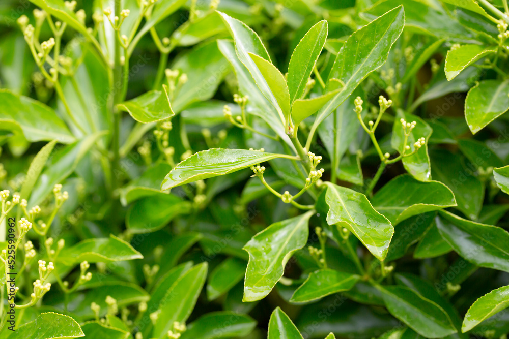 The evergreen Japanese spindle tree Euonymus japonica is used for hedges. The evergreen Japanese spindle tree Euonymus japonica is used for hedges.