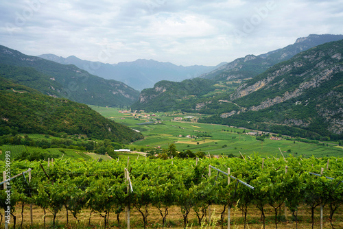 Vineyards on the hills near Mori, Trento, Italy