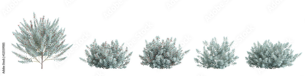 3d illustration of set eremophila glabra bush isolated on white background