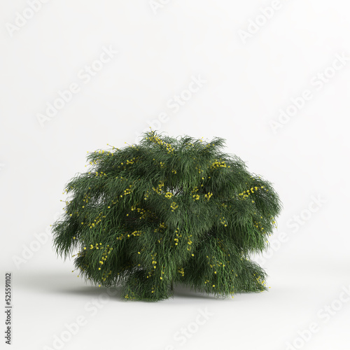 3d illustration of acacia cognata limelight bush isolated on white background photo