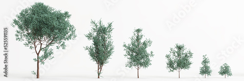 3d illustration of set eucalyptus cinerea tree isolated on white background