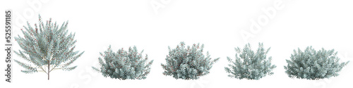 3d illustration of set eremophila glabra bush isolated on white background photo