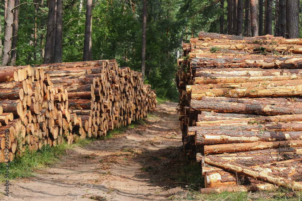 Tree logs and stumps with bark lie stacked on both sides of a road in a forest after being cut