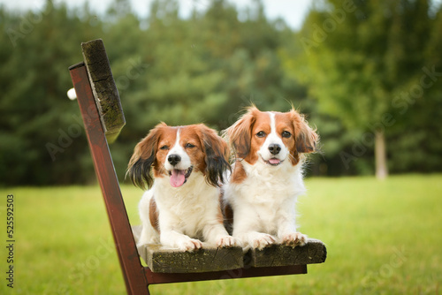 Kooikerhondje are lying on bench. Dog is in city center in Prague.