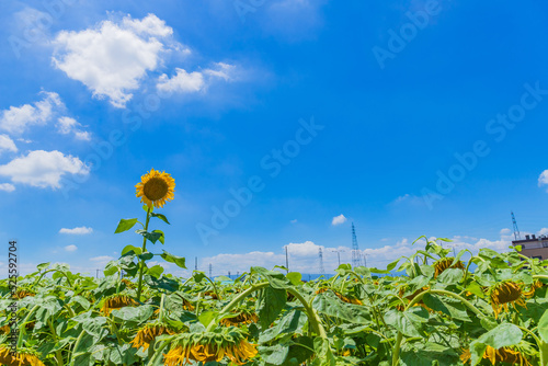 青空とヒマワリ