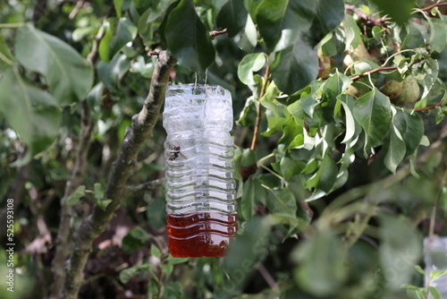 Asian hornet trap made from a plastic bottle and filled with a mixture of alcohol: wine and beer with sweet syrup on the pear tree in the garden.