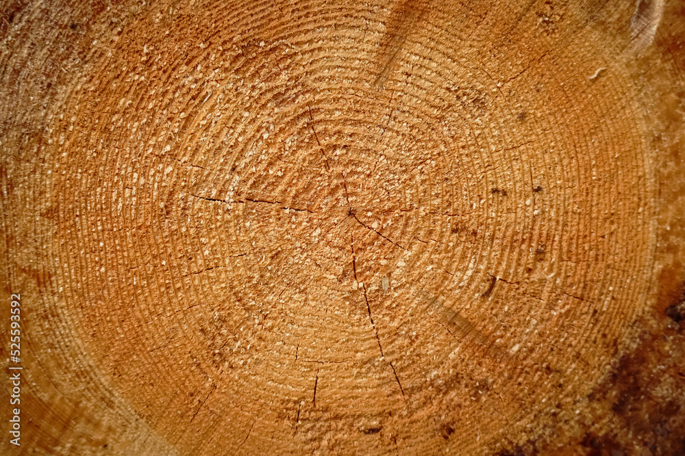 Naklejka premium Cross section of tree trunk log circular texture