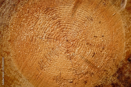 Cross section of tree trunk log circular texture