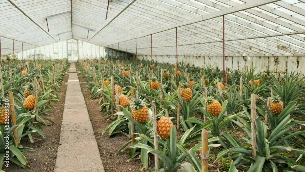 Traditional Azorean Greenhouse with Pineapples fruit growing at São Miguel Island in The Azores.