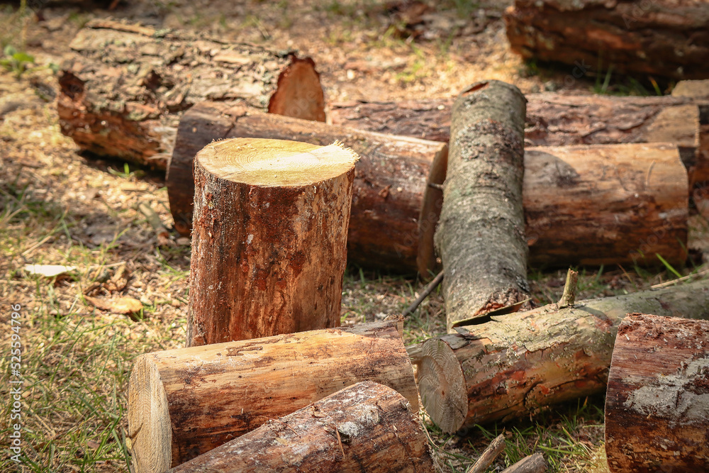 Pine tree logs and stumps with and without bark lie in a forest after being cut Pine tree logs and stumps with and without bark lie in a forest after being cut