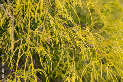 Gold dwarf threadleaf false cypress Chamaecyparis pisifera Filifera Aurea Nana photo