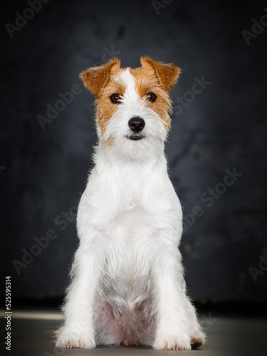 dog sitting in jack russell breed studio