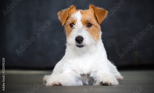 dog lies in jack russell breed studio