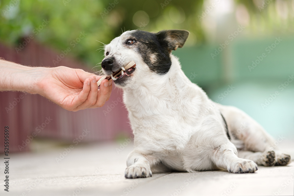 Man's hand giving snack treat to a small cute black and white dog. Close up. Man's hand giving snack treat to a small cute black and white dog. Close up.