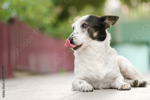 Cute black and white cross-breed dog lying, loking to the side, licking her nose. Close up, copy space on the left, place for advertising. © Snizhana