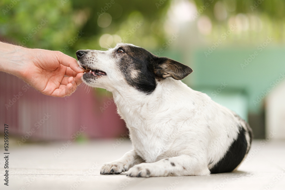 Adorable black and white dog is biting snack treat in a shape of a steak from a man's hand.