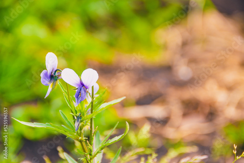 Flowering violets in summer garden. Purple Viola petals on green stem with leaves. It is used in medicine as diuretic, antiallergic agent. photo