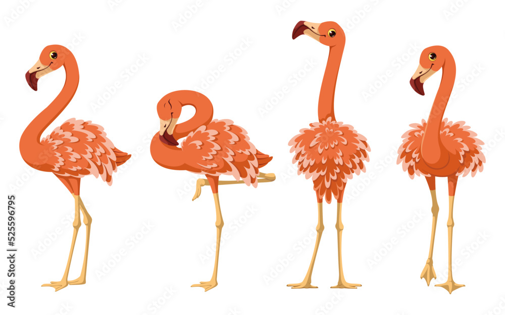 Fototapeta premium Tropical birds. Set of greater flamingos vector cartoon illustration