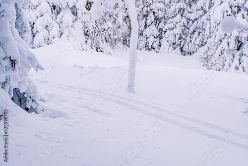 Ski trail in fluffy snow on winter day. Playing sports in nature. Parallel footprints from sled after snowfall.