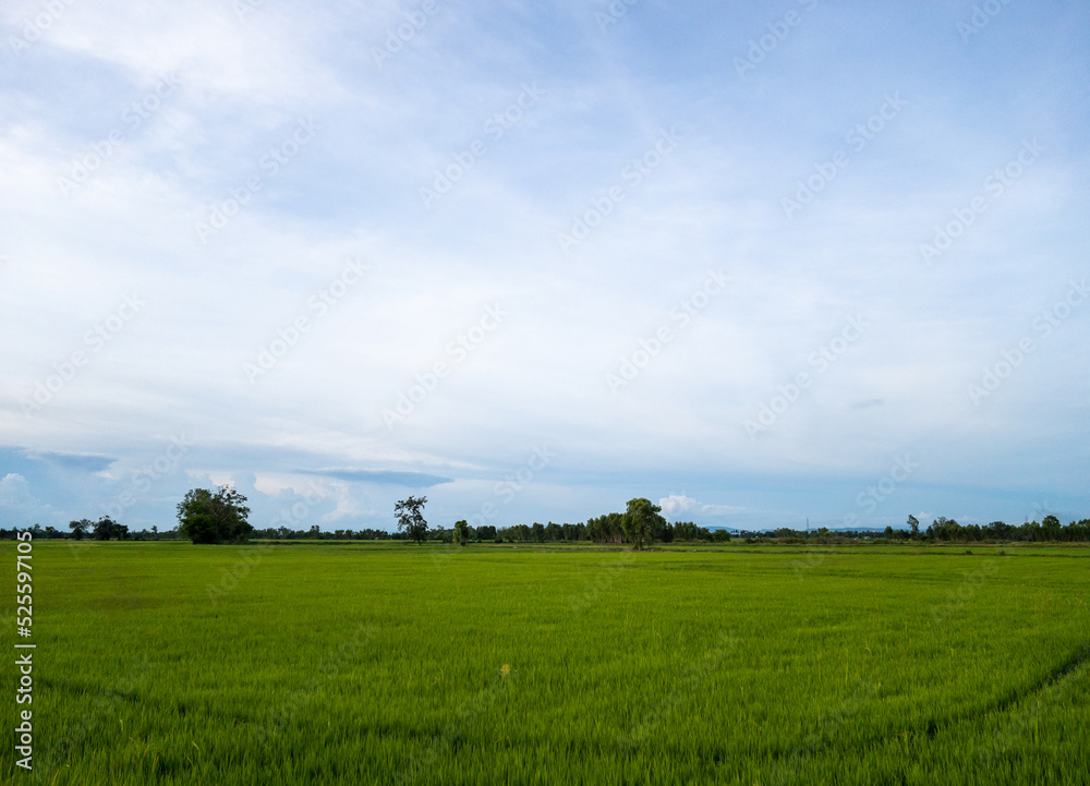 The fresh paddy field in the organic farm of the local farmer. The fresh paddy field in the organic farm of the local farmer.