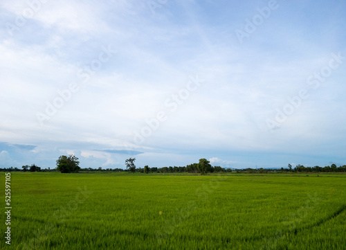 The fresh paddy field in the organic farm of the local farmer.
