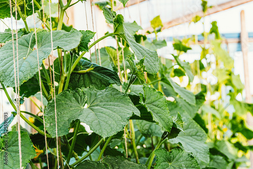 Growing cucumbers in greenhouse. Plant stems, green leaves curl up along ropes upwards. Spring gardening, harvest for healthy diet