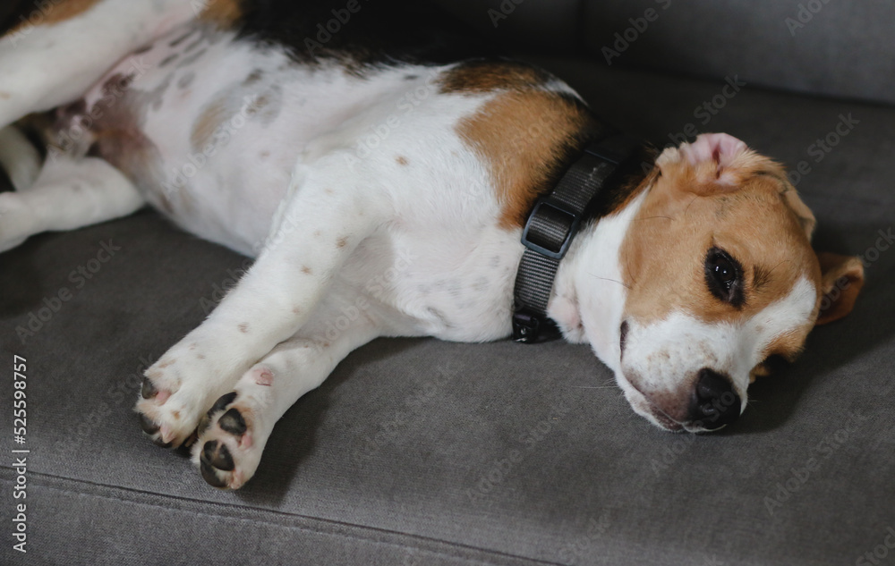 Cute Beagle puppy on sofa indoors. Adorable pet. Beagle dog sleeping on sofa.