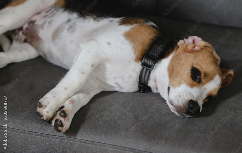 Cute Beagle puppy on sofa indoors. Adorable pet. Beagle dog sleeping on sofa. Cute Beagle puppy on sofa indoors. Adorable pet. Beagle dog sleeping on sofa.