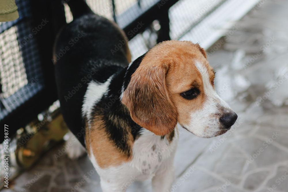 Unhappy young beagle dog stay on under rain, portrait of sad soaked animal. beagle puppy wet in the rain.