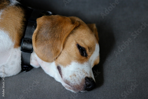 Beagle dog sleeping on sofa. Cute Beagle puppy on sofa indoors. Adorable pet. Beagle dog sleeping on sofa.