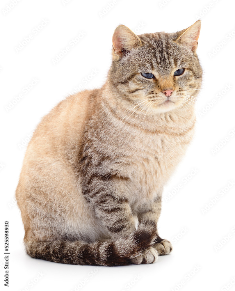 Obraz premium Dark gray cat.