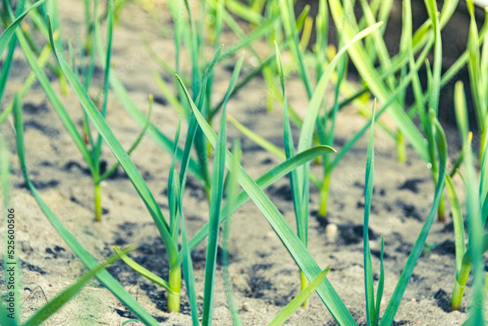 Obraz premium Garlic is grown on bed. Fresh green vegetable leaves on farm. Cultivate for healthy diet. Harvest for vegetarian dishes