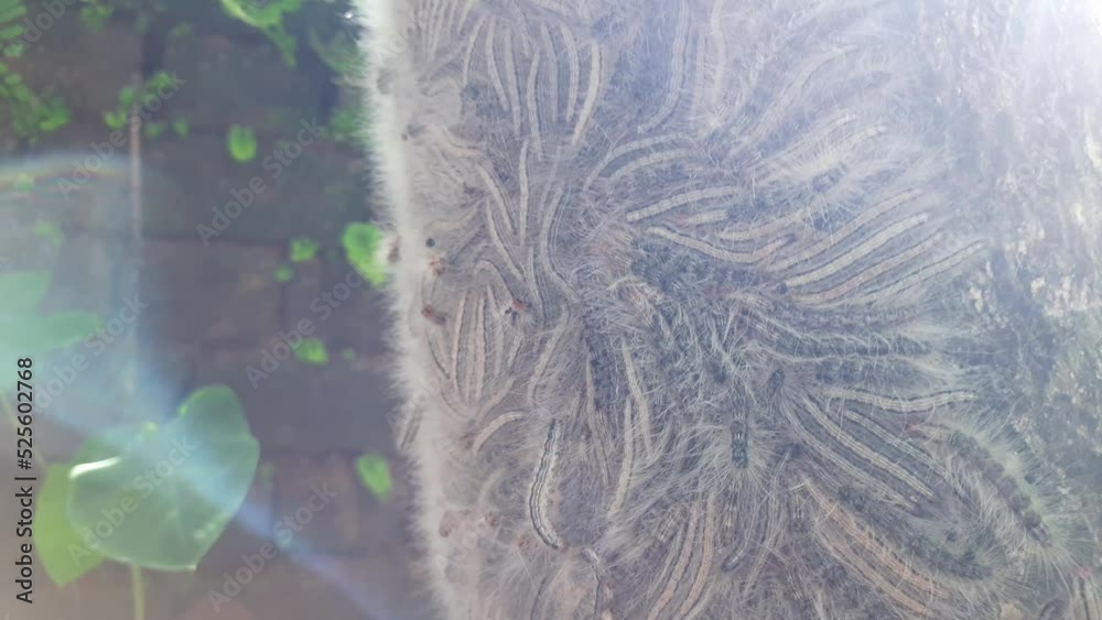 Gypsy moth Lymantria dispar. close up macro a gypsy moth. Its whole