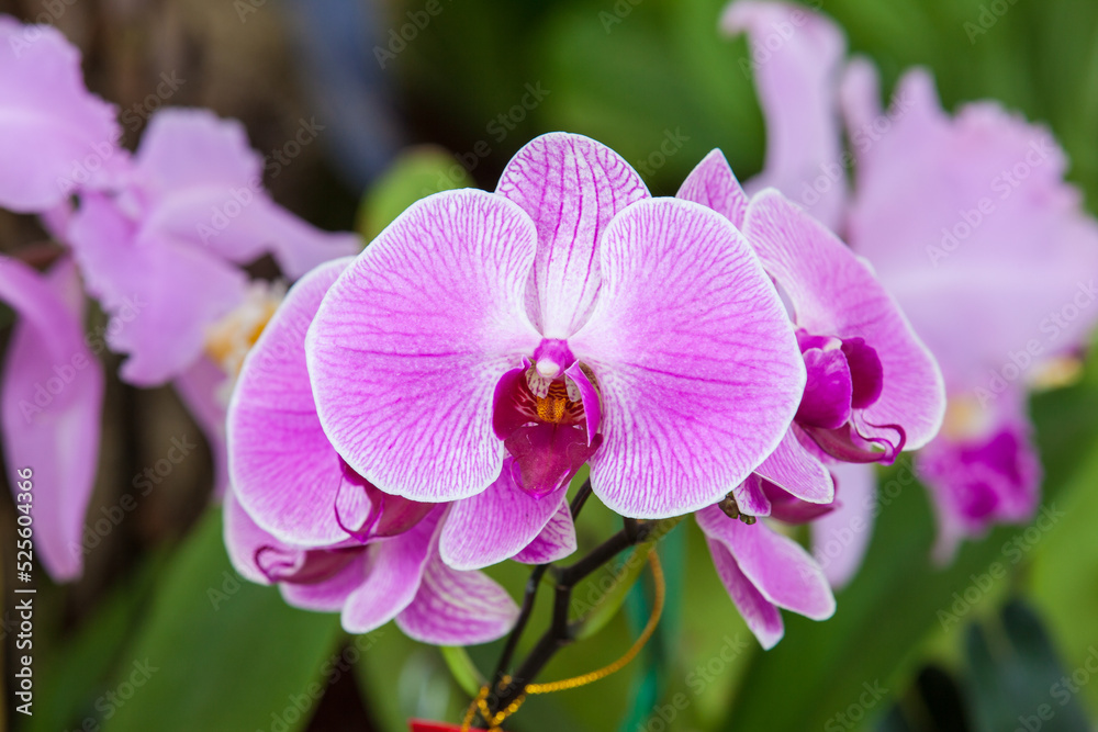 Closeup of one of the beautiful Colombian orchids Closeup of one of the beautiful Colombian orchids