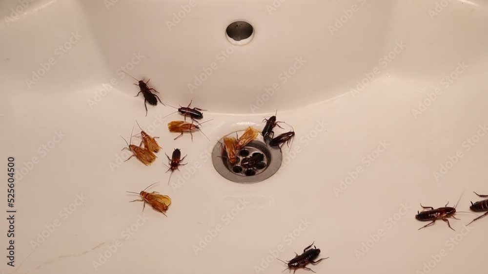 Cockroaches in the bathroom on the sink. The problem with insects