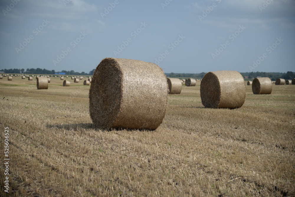 round haystack, mowed wheat straw field, haystacks on the field, stubble	
