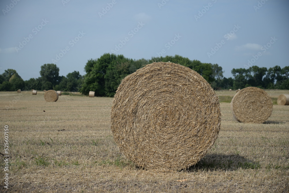 round haystack, mowed wheat straw field, haystacks on the field, stubble	