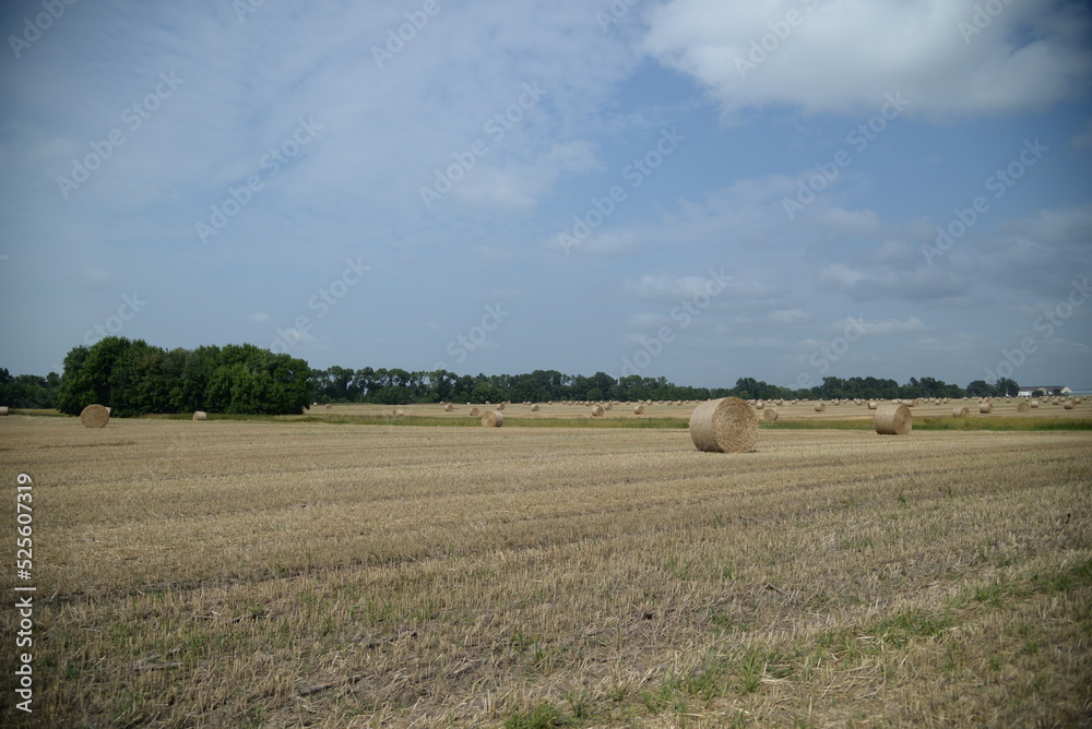 Fototapeta premium round haystack, mowed wheat straw field, haystacks on the field, stubble 