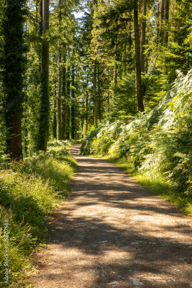 Fototapeta premium Cardinham Woods Bodmin Cornwall
