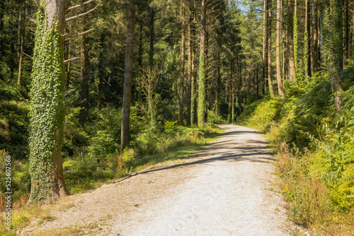 Cardinham Woods Bodmin Cornwall