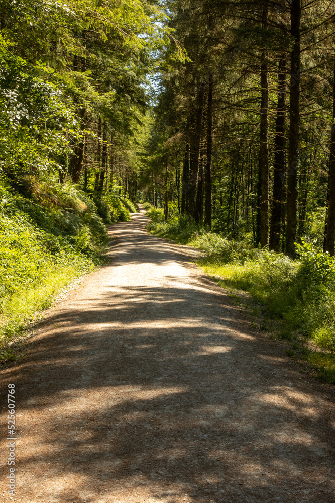 Cardinham Woods Bodmin Cornwall Cardinham Woods Bodmin Cornwall