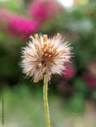 flower bud