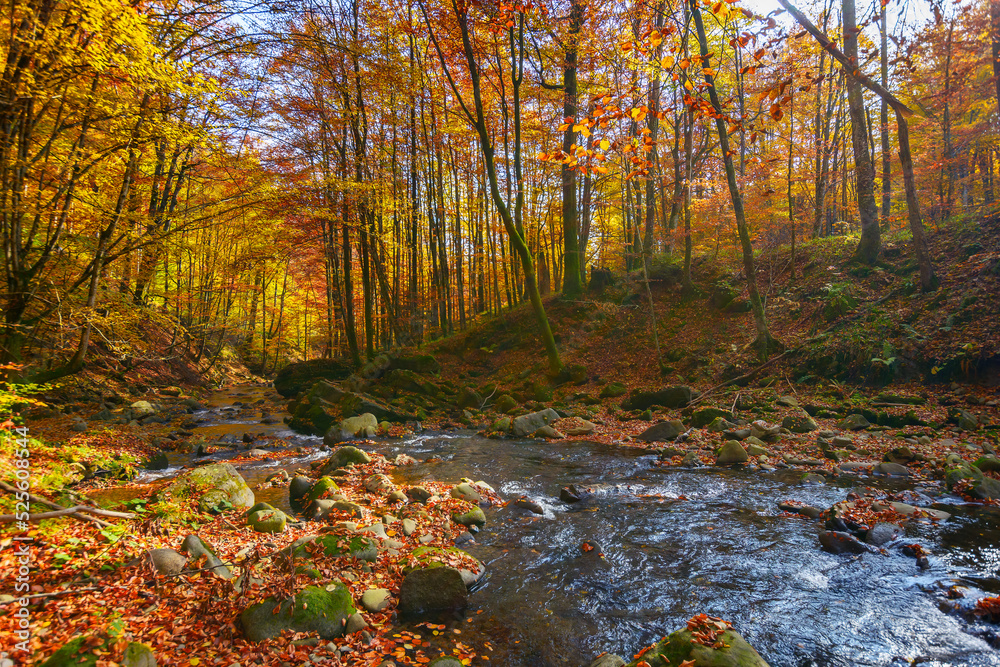 water flow among stones in the forest. beautiful nature scenery in autumn. trees in fall colors on a sunny day