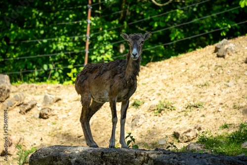 Female mouflon (Ovis gmelini) standing on a rock photo