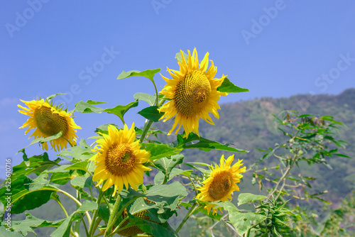 Yellow Sun Flower with blue sky background