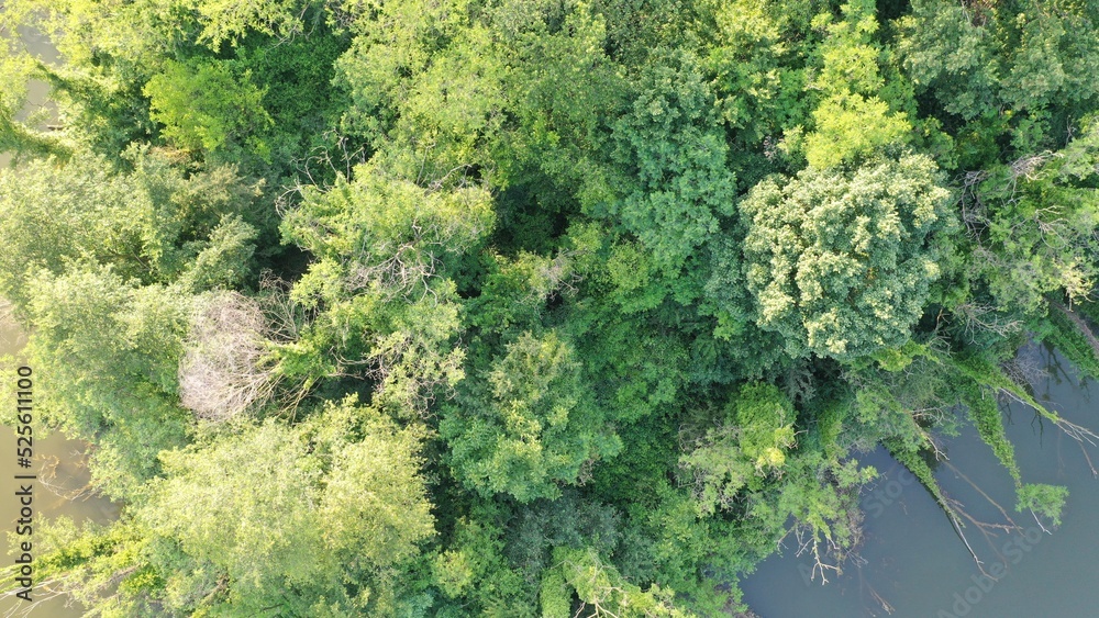 drone trees nature drone trees nature